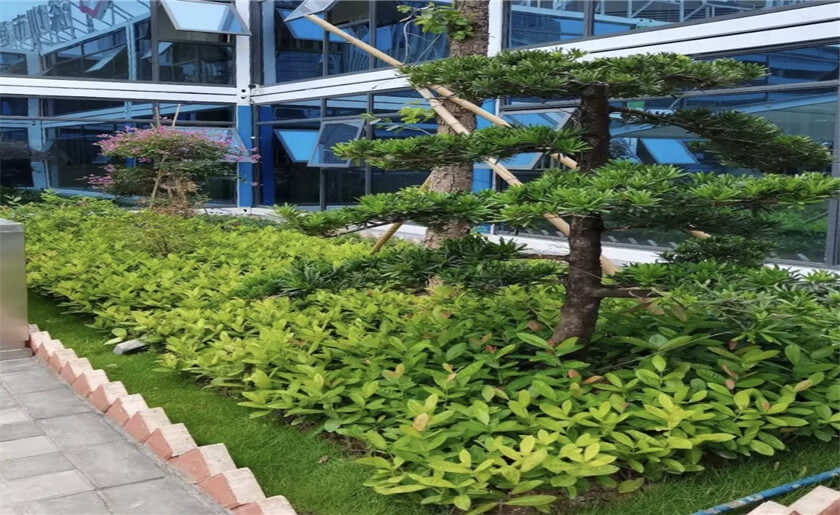 哈爾濱工業(yè)大學（深圳）